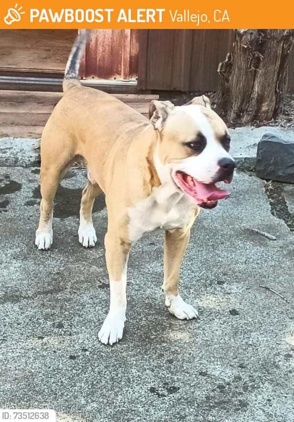 Found/Stray Male Dog last seen Little caescars, Vallejo, CA 94591