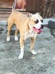 Found/Stray Male Dog last seen Little caescars, Vallejo, CA 94591