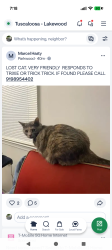 Reunited Female Cat last seen across from Parkwood Elementary School, Durham, NC 27713