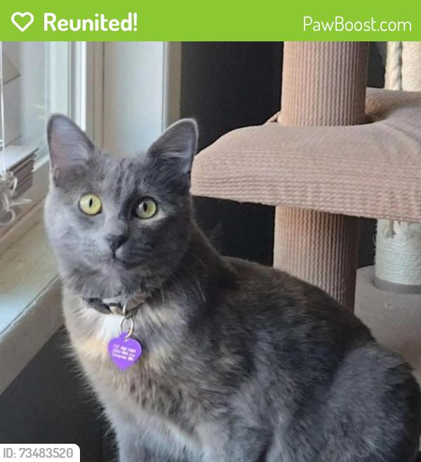 Reunited Female Cat last seen 48th Ave, near Windermere park., Longview, WA 98632