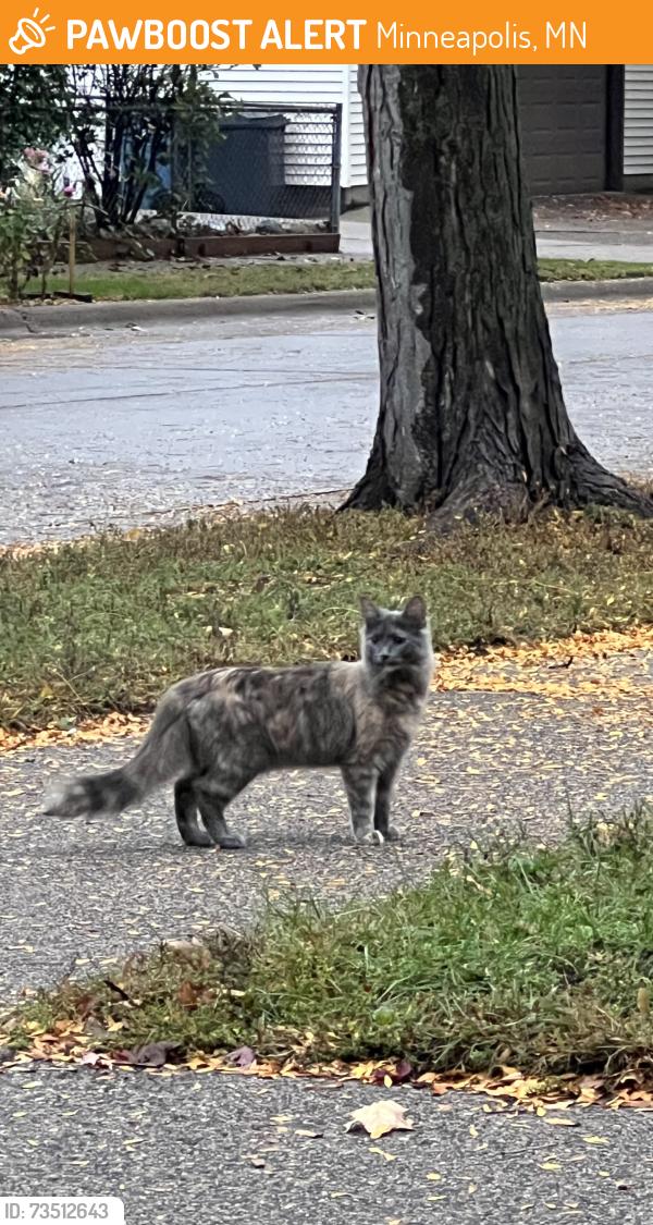 Found/Stray Unknown Cat last seen 41st and Sheridan Ave n, Minneapolis, MN 55412