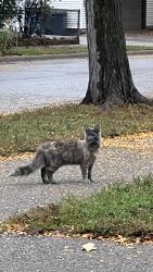 Found/Stray Unknown Cat last seen 41st and Sheridan Ave n, Minneapolis, MN 55412