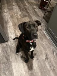 Reunited Female Dog last seen Sea biscuit, Suffolk, VA 23435