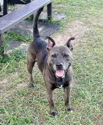 Shelter Stray Male Dog last seen S 41 near, Hernando, FL, 4030 S Airport Rd, Inverness, FL 34450, USA