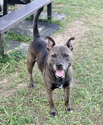 Shelter Stray Male Dog last seen S 41 near, Hernando, FL, 4030 S Airport Rd, Inverness, FL 34450, USA