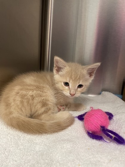 Shelter Stray Male Cat last seen ChaseDrive and E Roseville Parkway, Roseville City, CA, 200 Tahoe Ave, Roseville, CA 95678, USA