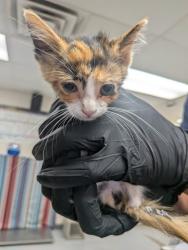 Shelter Stray Female Cat last seen , , NM, 1209 NM-314, Los Lunas, NM 87031, USA