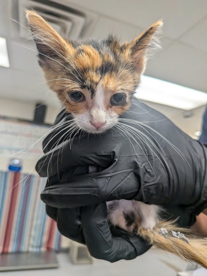 Shelter Stray Female Cat last seen , , NM, 1209 NM-314, Los Lunas, NM 87031, USA