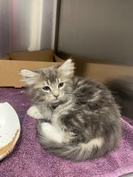 Shelter Stray Female Cat last seen Fifth street and B Street, Roseville City, CA, 200 Tahoe Ave, Roseville, CA 95678, USA