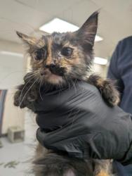 Shelter Stray Female Cat last seen , , NM, 1209 NM-314, Los Lunas, NM 87031, USA