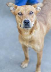 Shelter Stray Female Dog last seen Near Grant Forest Cir, 30294, GA, 3280 Chamblee Dunwoody Rd, Chamblee, GA 30341, USA