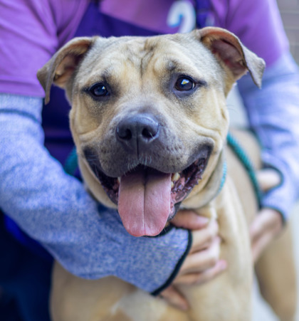 Shelter Stray Female Dog last seen Near North Hairston RD, Stone Mountain, GA, 30083, 30083, GA, 3280 Chamblee Dunwoody Rd, Chamblee, GA 30341, USA