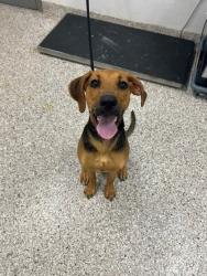 Shelter Stray Female Dog last seen Near Woodvale St, Cherryville, NC, 1491 Business Park Ct, Gastonia, NC 28052, USA