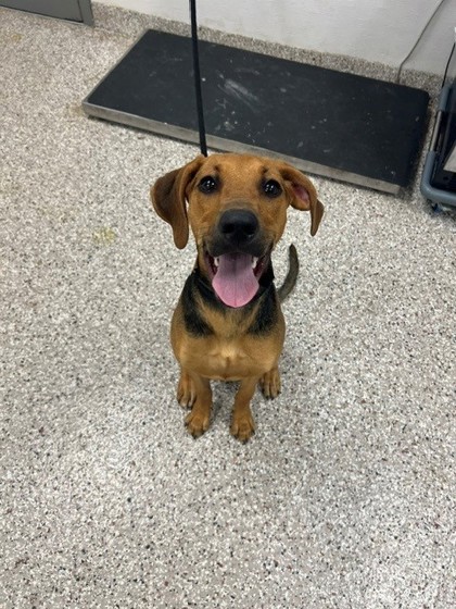 Shelter Stray Female Dog last seen Near Woodvale St, Cherryville, NC, 1491 Business Park Ct, Gastonia, NC 28052, USA