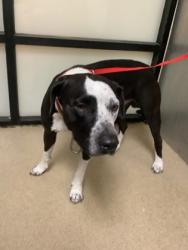 Shelter Stray Male Dog last seen Near Rio Frio Trail, West District, TX, 355 Hillshire Dr, Haslet, TX 76052, USA