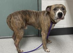Shelter Stray Male Dog last seen International Blvd Goodwill Store, Oakland, CA, 1101 29th Ave, Oakland, CA 94601, USA
