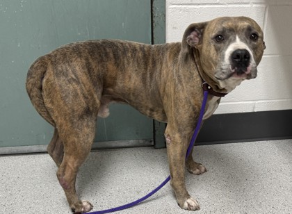 Shelter Stray Male Dog last seen International Blvd Goodwill Store, Oakland, CA, 1101 29th Ave, Oakland, CA 94601, USA