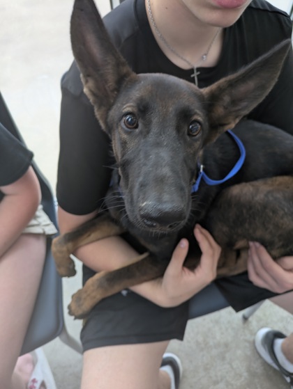 Shelter Stray Female Dog last seen Near Oakhurst Scenic Dr, Central District, TX, 355 Hillshire Dr, Haslet, TX 76052, USA