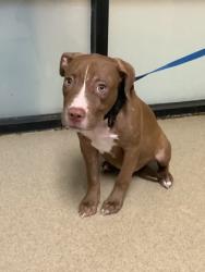 Shelter Stray Male Dog last seen Near Glacier St, South District, TX, 355 Hillshire Dr, Haslet, TX 76052, USA