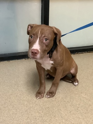 Shelter Stray Male Dog last seen Near Glacier St, South District, TX, 355 Hillshire Dr, Haslet, TX 76052, USA