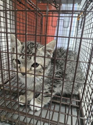 Shelter Stray Female Cat last seen Near 64th Ave, Oakland, CA, 1101 29th Ave, Oakland, CA 94601, USA