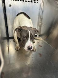 Shelter Stray Male Dog last seen Near CHELSEA DR, South District, TX, 355 Hillshire Dr, Haslet, TX 76052, USA