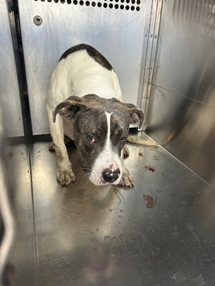 Shelter Stray Male Dog last seen Near CHELSEA DR, South District, TX, 355 Hillshire Dr, Haslet, TX 76052, USA