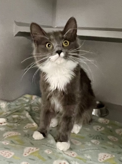 Shelter Stray Male Cat last seen Sunrise Blvd and Douglas Rd, Rancho Cordova, CA, 6201 Florin Perkins Rd, Sacramento, CA 95828, USA