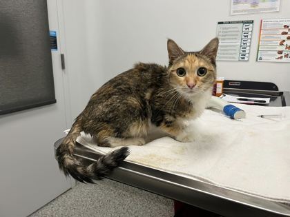 Shelter Stray Female Cat last seen E 55th St & Indiana Ave, 64130, 64130, MO, 7077 Elmwood Ave, Kansas City, MO 64132, USA