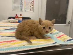 Shelter Stray Female Cat last seen Kensington and Cypress ave, 64130, MO, 7077 Elmwood Ave, Kansas City, MO 64132, USA