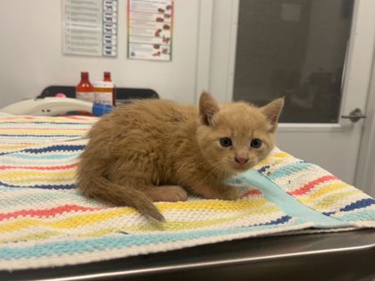 Shelter Stray Female Cat last seen Kensington and Cypress ave, 64130, MO, 7077 Elmwood Ave, Kansas City, MO 64132, USA