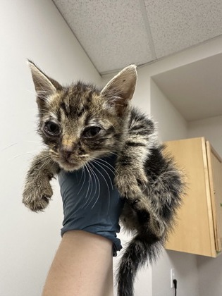 Shelter Stray Male Cat last seen ELLENWOOD AVE at NUT PLAINS DR, Rancho Cordova, CA, 6201 Florin Perkins Rd, Sacramento, CA 95828, USA