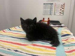 Shelter Stray Male Cat last seen Kensington and Cypress ave, 64130, MO, 7077 Elmwood Ave, Kansas City, MO 64132, USA