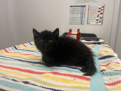 Shelter Stray Male Cat last seen Kensington and Cypress ave, 64130, MO, 7077 Elmwood Ave, Kansas City, MO 64132, USA