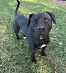 Shelter Stray Male Dog last seen Near Harrogate Drive, Knox County ASO, TN, 3201 Division St, Knoxville, TN 37919, USA