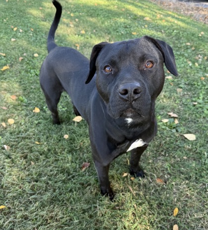 Shelter Stray Male Dog last seen Near Harrogate Drive, Knox County ASO, TN, 3201 Division St, Knoxville, TN 37919, USA
