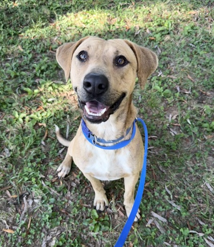 Shelter Stray Male Dog last seen Near E Brushy Valley Dr, Knox County ASO, TN, 3201 Division St, Knoxville, TN 37919, USA