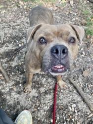 Shelter Stray Female Dog last seen Gwynns Falls PKWY + Popular Grove st, 21216, MD, 2490 Giles Rd, Baltimore, MD 21225, USA