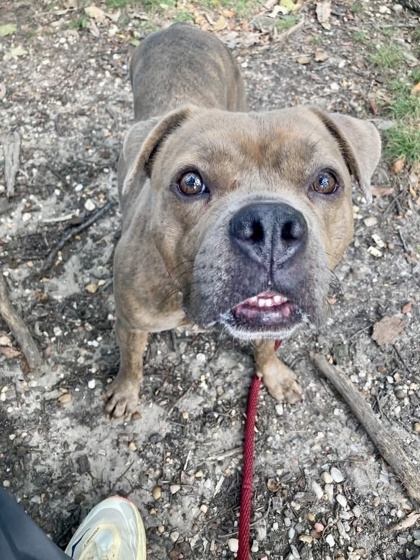 Shelter Stray Female Dog last seen Gwynns Falls PKWY + Popular Grove st, 21216, MD, 2490 Giles Rd, Baltimore, MD 21225, USA
