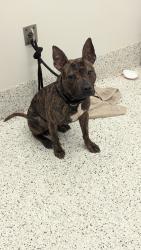 Shelter Stray Male Dog last seen Near altaview dr, Atlanta, GA, 1251 Fulton Industrial Blvd NW, Atlanta, GA 30336, USA