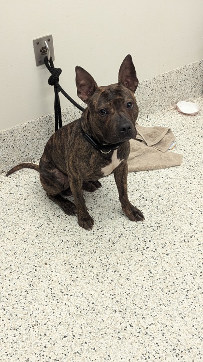 Shelter Stray Male Dog last seen Near altaview dr, Atlanta, GA, 1251 Fulton Industrial Blvd NW, Atlanta, GA 30336, USA