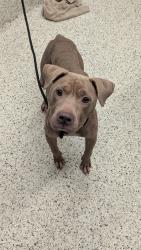 Shelter Stray Female Dog last seen Near Commercial Avenue NW, Atlanta, GA, 1251 Fulton Industrial Blvd NW, Atlanta, GA 30336, USA