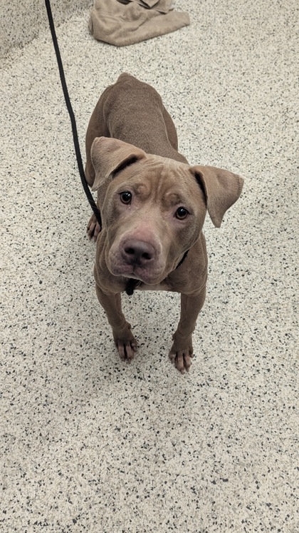 Shelter Stray Female Dog last seen Near Commercial Avenue NW, Atlanta, GA, 1251 Fulton Industrial Blvd NW, Atlanta, GA 30336, USA