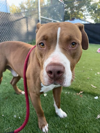 Shelter Stray Male Dog last seen Near Ravenwood Ave, 21213, MD, 2490 Giles Rd, Baltimore, MD 21225, USA