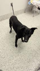 Shelter Stray Female Dog last seen Glade bend, South Fulton, GA, 1251 Fulton Industrial Blvd NW, Atlanta, GA 30336, USA