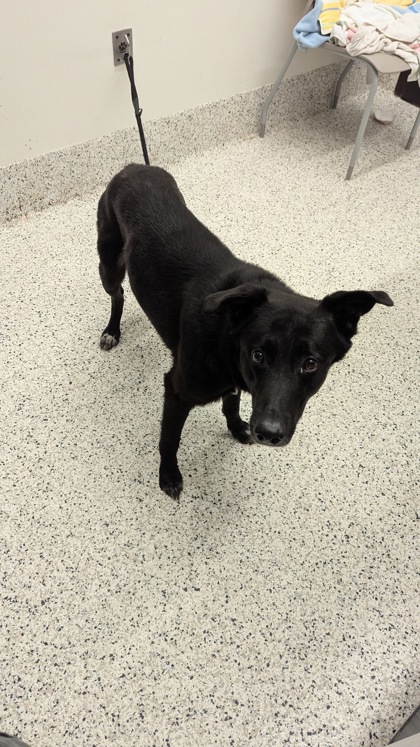 Shelter Stray Female Dog last seen Glade bend, South Fulton, GA, 1251 Fulton Industrial Blvd NW, Atlanta, GA 30336, USA