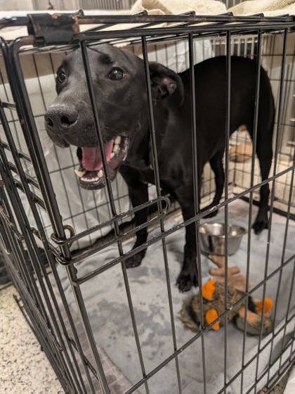 Shelter Stray Female Dog last seen Near The Prado NE, Atlanta, GA, 1251 Fulton Industrial Blvd NW, Atlanta, GA 30336, USA