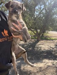 Shelter Stray Female Dog last seen S Fruit & W Central Ave, Fresno Zone Fresno CO 1A 93706, CA, 1510 W Dan Ronquillo Dr, Fresno, CA 93706, USA