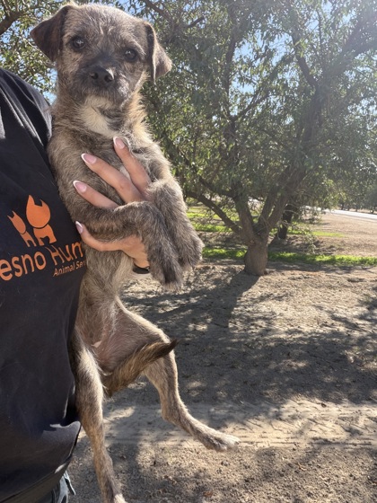 Shelter Stray Female Dog last seen S Fruit & W Central Ave, Fresno Zone Fresno CO 1A 93706, CA, 1510 W Dan Ronquillo Dr, Fresno, CA 93706, USA