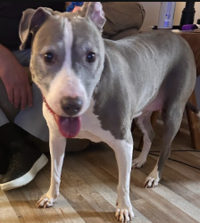Found/Stray Female Dog last seen Abandoned church on Juliette Road, close to side street Old Juliette Road, Forsyth, GA 31029